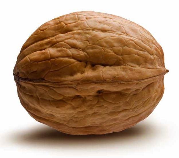 walnut